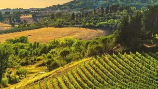 Discover 8 Enchanting Wine Country Escapes