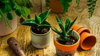 Indian Gardening Hacks Help You Grow Green!