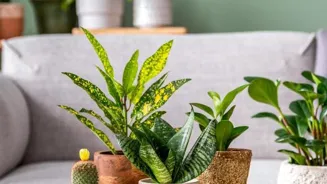 Top 5 Big Indoor Plants Will Transform Your Home