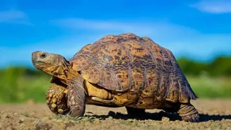 Indian Desert Tortoises: Top 10 Survival Traits