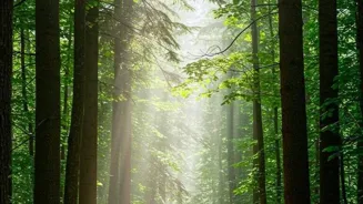 Walking: Discover Its Amazing Benefits Today