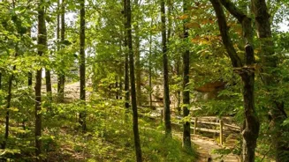 Travel Green: Reduce Your Trip's Carbon Footprint