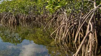 Save Mangroves: 10 Tips to Protect Them!