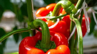 Grow Your Own Gourmet Food At Home!