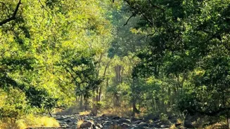 India Discovers 10 New Biodiversity Treasures