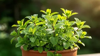 Enjoy Fresh Herbs Straight From Your Garden