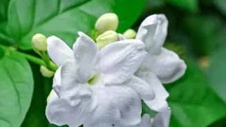 India's Jasmine: Secrets of a Floral Treasure