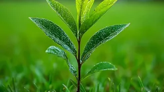 Green Growth Helps Small Businesses Thrive.
