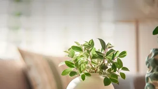 Create a Calm Home with These Seven Steps