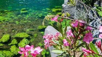 Need a Break? Find Peace in Nature's Embrace.