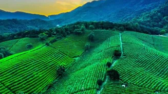 Green Tea: A Powerful Health Booster Revealed