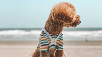 Find Pet-Friendly Vacation Spots Now!