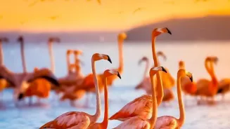 Why are Flamingos Pink?