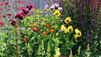 Unlock Secrets to a Stunning Backyard Garden