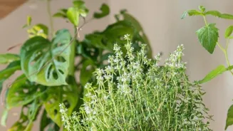 Grow Herbs for Kitchen Happiness!