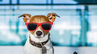 Tips for Traveling with Your Beloved Pets