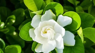 Grow Glorious Jasmines In Your Garden Now