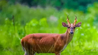 India Protects Wildlife with Strong Tactics.