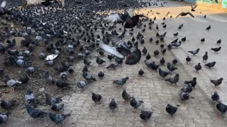 Bombay Pigeon Feeding To Be Controlled