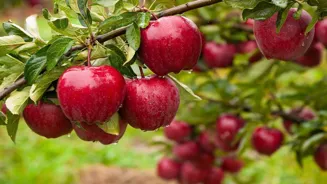 J&K Apple Trade Suffers Due to Highway Closure