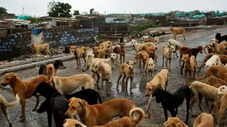 Delhi Vet Shortage Worsens Stray Dog Crisis