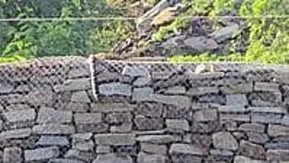 Leopard Electrocuted at Panna Diamond Mine