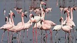 Early Flamingos Delight Bird Lovers in Nashik