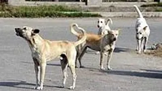 Supreme Court Slams Dog Birth Control Rules