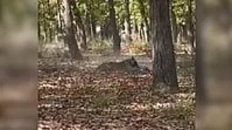 Tiger Hunts Deer On Video In Udham Singh Nagar