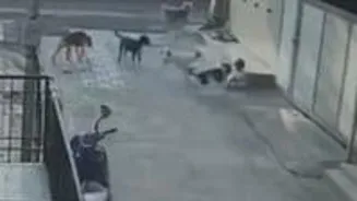 Stray Dogs Attack Girl in Pune, India