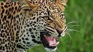 Leopard Kills Soldier's Child in Nashik