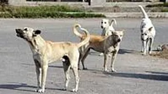 Dog Attack Hospitalizes Bengaluru Students