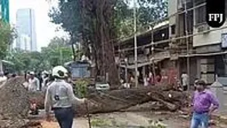 Taxi Driver Hurt After Tree Falls in Mumbai
