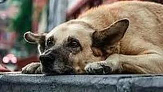 BJP Leader Wants Rabies-Free UP, Action On Dogs