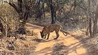 Tourists Stranded After Guide Flees Safari