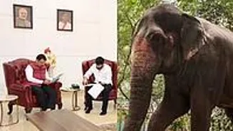 Elephant Madhuri To Return Home: CM Plans