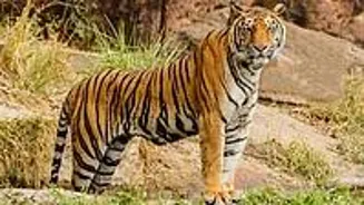 Tiger T-66 Dies in Madhya Pradesh Reserve