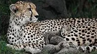 Gandhi Sagar Sanctuary to expand for Cheetahs