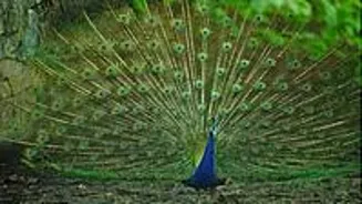 20 Peacocks Die Mysteriously in Karnataka