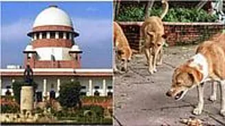 Stray Dogs Maul People, SC Ignores the Issue