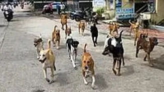 Powai Society To Get Stray Dog Feeding Zones