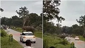 Elephant Tramples Tourist Taking Selfie