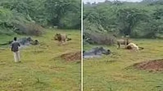 Man Jailed for Filming Lion Feeding