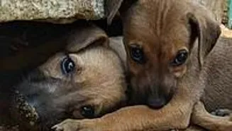Court Denies Urgent Hearing on Delhi Dog Order