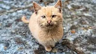 Man Throws Cat From Fifth Floor; Arrested