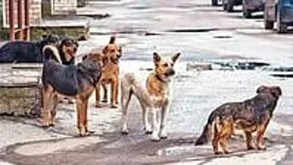 Stray Dogs Attack Child at Telangana School