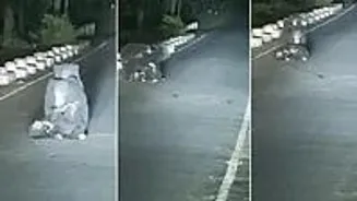 Mama Bear Helps Injured Cub After Road Accident