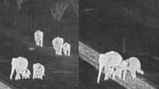 AI Saves Elephants From Train in India