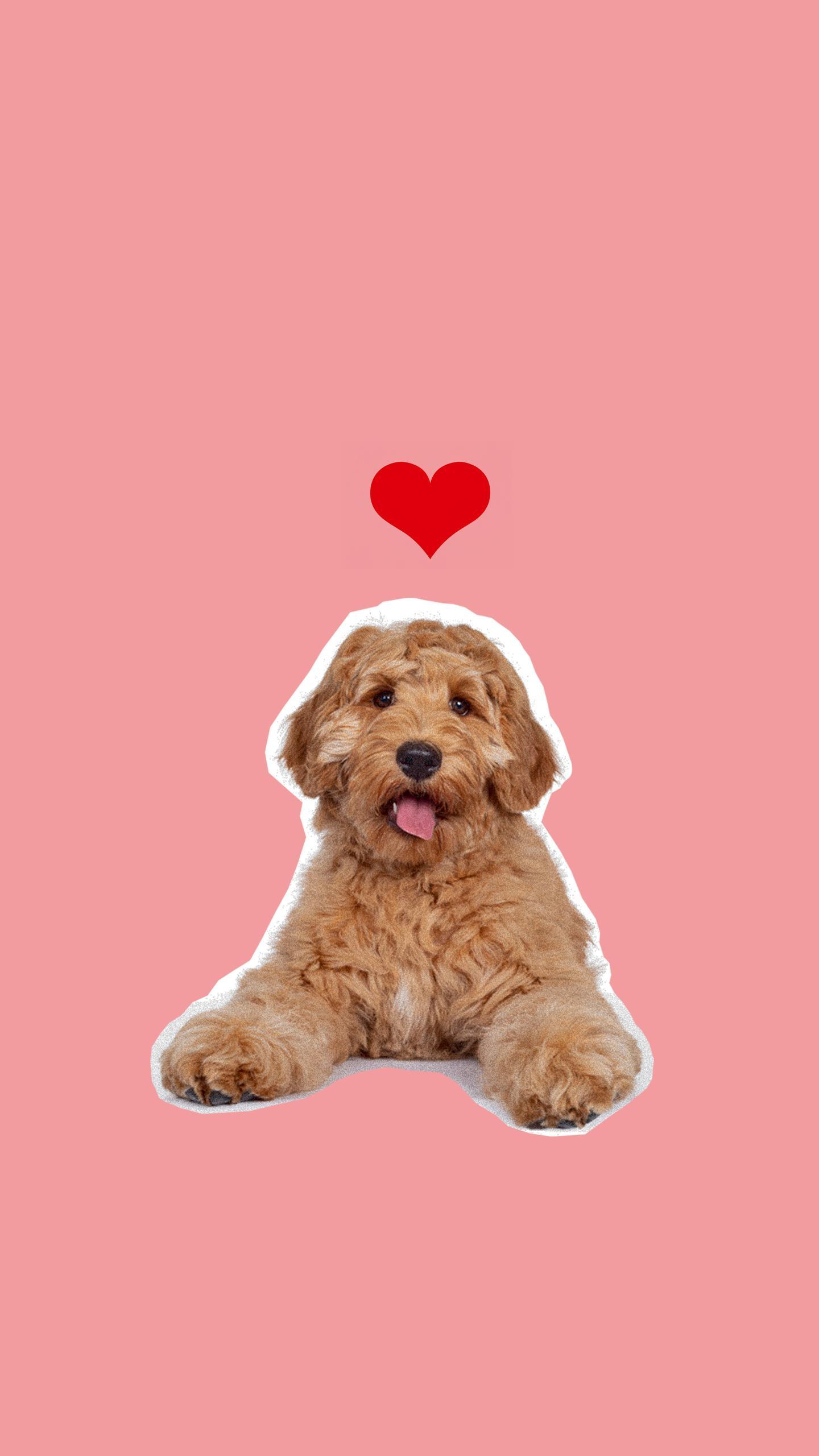 New Dating App Frolly Connects Dog Lovers to Revitalize Online Dating Experience