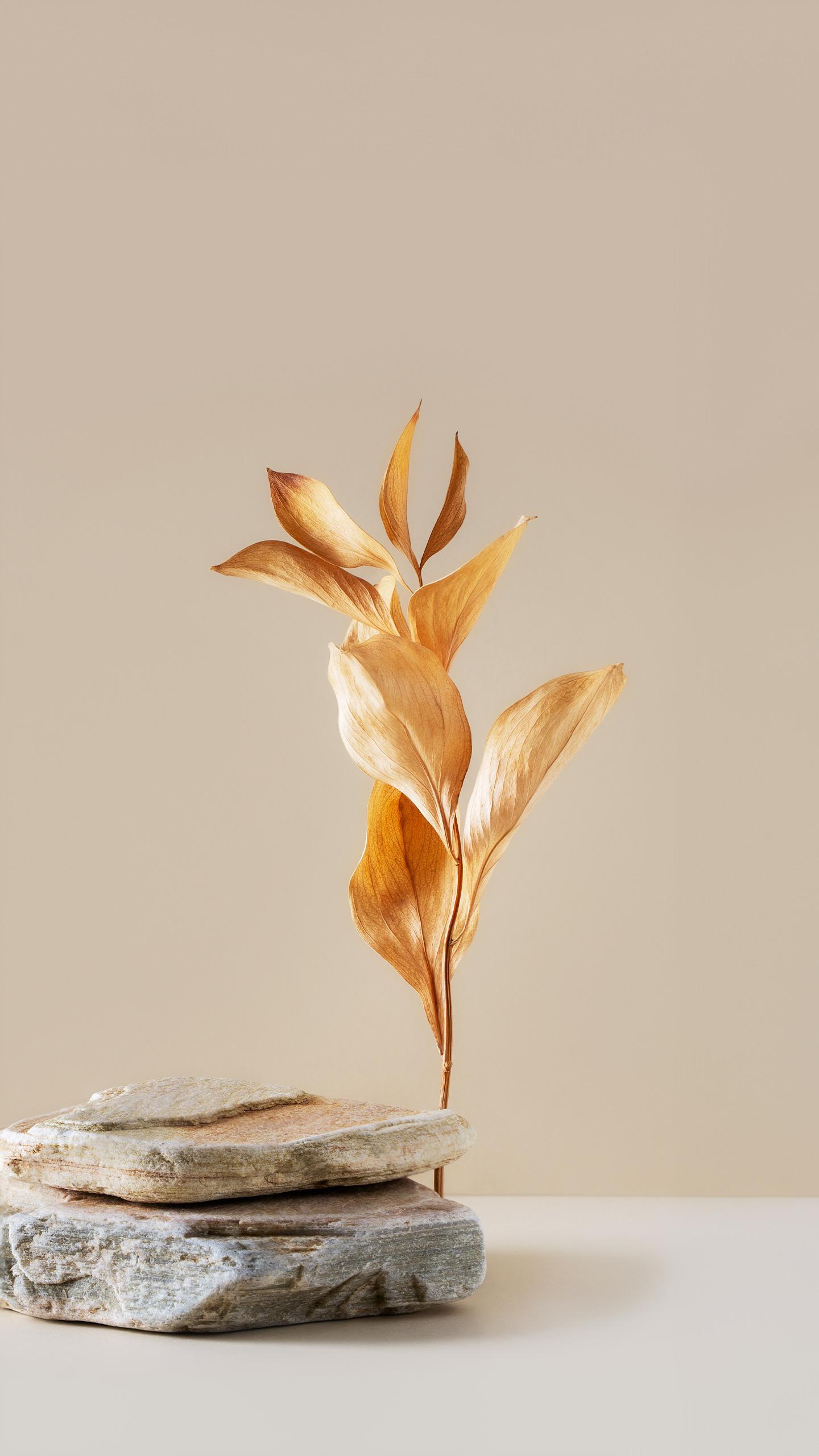 Minimalism: A Path to Simplicity and Intentional Living